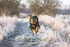 Australian-Shepherd-Labrador-Retriever