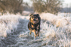 Australian-Shepherd-Labrador-Retriever