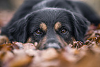 Australian-Shepherd-Labrador-Retriever