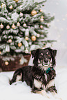 male mongrel