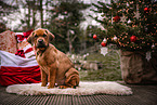 German-Boxer-Mongrel Puppy