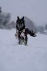 male mongrel