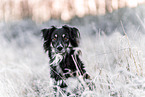 male mongrel