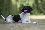 female Parson-Russell-Terrier-Mongrel