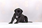 Cane-Corso-Mongrel