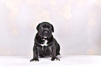 Cane-Corso-Mongrel