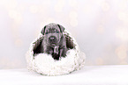 Cane-Corso-Mongrel