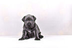 Cane-Corso-Mongrel