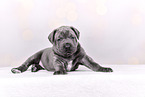 Cane-Corso-Mongrel