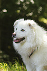 mongrel