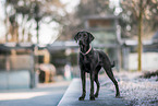 Doberman-Pinscher-Labrador-Retriever