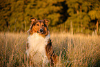 Collie-Mongrel