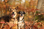 2 dogs