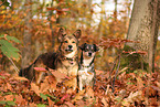 2 dogs