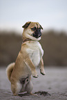 male Pug-Mongrel