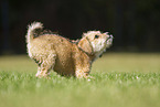 Terrier-Mongrel Puppy