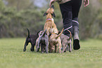 Sighthound-Mongrels