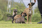 Sighthound-Mongrels