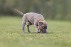 Sighthound-Mongrel
