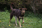 mongrel