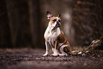 Boston-Terrier-Mongrel