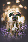 Great-Dane-Mongrel