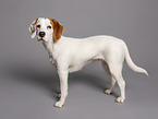 female Beagle-Mongrel