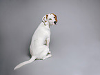 female Beagle-Mongrel