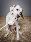 female Beagle-Mongrel