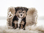 Bolonka-zwetna-Mongrel Puppy