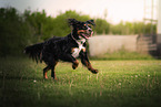 Bernese-Mountain-Dog-Mongrel