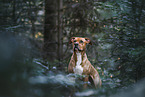 American-Staffordshire-Terrier-Mongrel