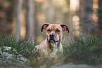 American-Staffordshire-Terrier-Mongrel