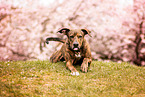 Podenco-Mongrel