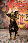 Pinscher-Mongrel