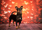 Pinscher-Mongrel