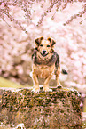 mongrel