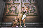 Staffordshire-Terrier-Mongrel