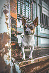 male Chihuahua-Jack-Russell-Terrier