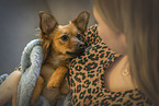 female Russian-Toy-Terrier-Dachshund