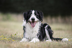 Border-Collie-Mongrel