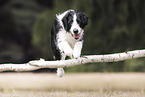 Border-Collie-Mongrel