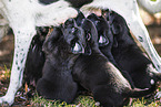 English-Pointer-Labrador-Retriever Puppy