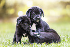 English-Pointer-Labrador-Retriever Puppy