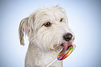 Bearded-Collie-Mongrel