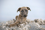 Sighthound-Mongrel