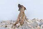 Sighthound-Mongrel