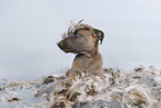 Sighthound-Mongrel