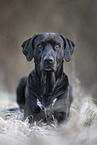 Rhodesian-Ridgeback-Dalmatian