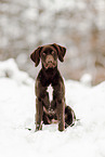 Deutsch-Kurzhaar-Labrador-Retriever